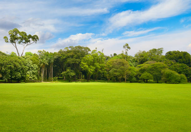 istock Beautiful large park with green lawn covered with grass. 2159578679