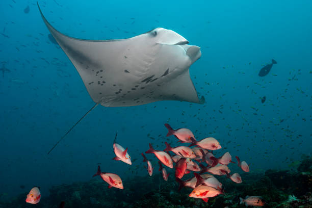 istock Manta and Reef fishes 2159579726