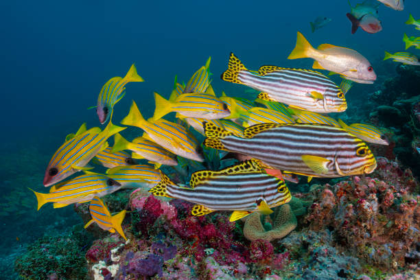 istock Sweet Lips Fishes 2159580326