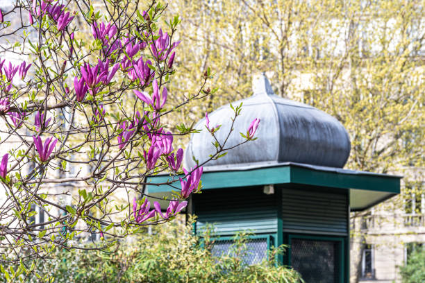 Pink blossoming magnolia flower on magnolia tree in the city. Spring nature background