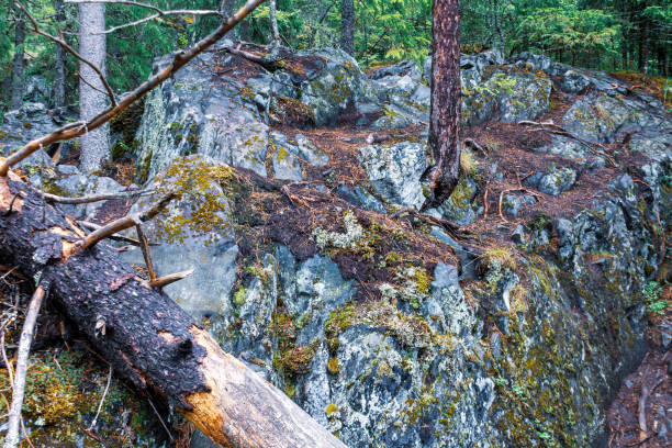 istock trees growing on rocks, stones, in the forest, a powerful root system 2159584984