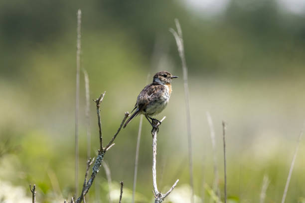 istock Young Siberian Stonechat in summer plateau. 2159585041