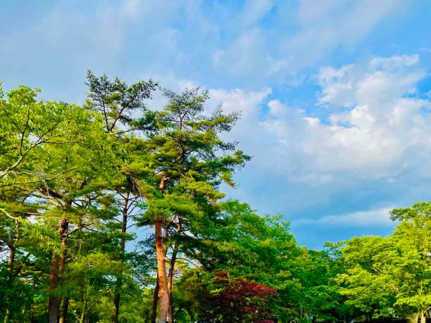 istock Tall and lush trees with blue sky background 2159585323