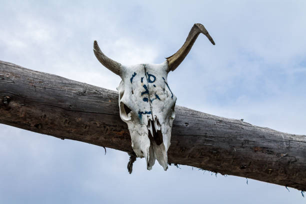 istock authentic animal skull on a building, cultural traditions 2159585443