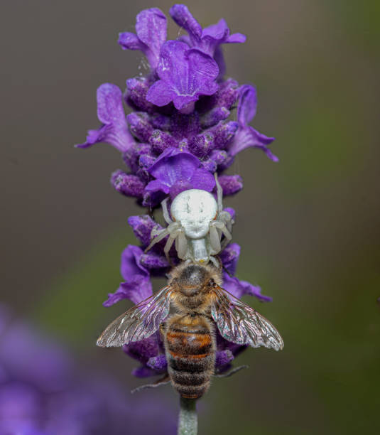 A Goldenrod crab spider camouflages itself on a clover flower while waiting for prey.