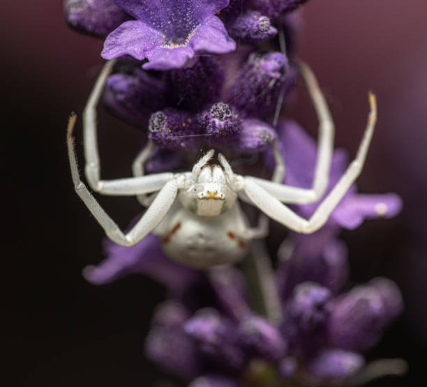 Goldenrod crab spider on lavender