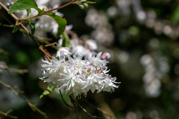 istock Deutzia scabra Codsall Pink 2159586142