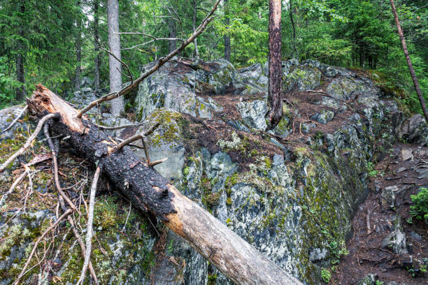 istock trees growing on rocks, stones, in the forest, a powerful root system 2159586414