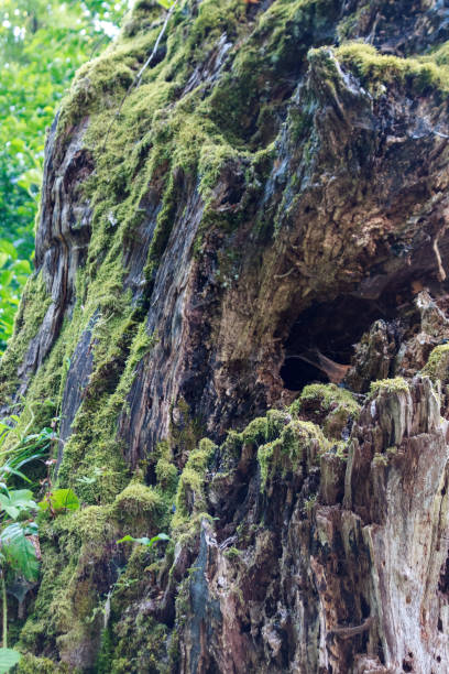 istock surface of the trunk of an ancient tree, close-up 2159587337