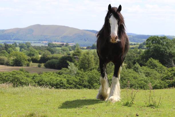 Shire Horse in Countryside