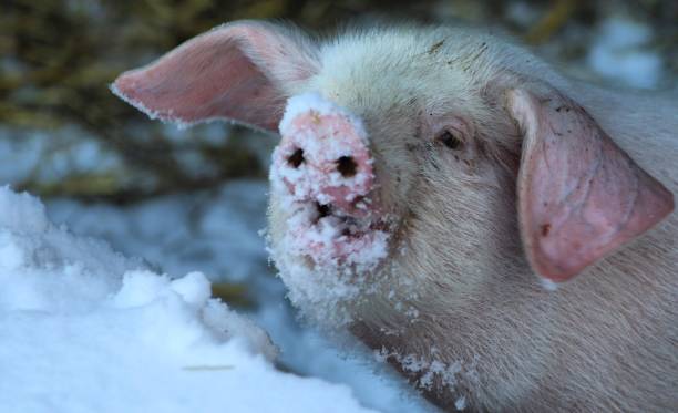 British Lop rare breed piglet eating snow