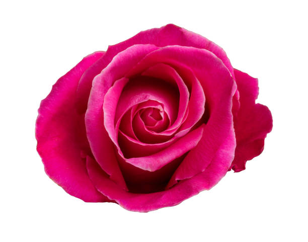 istock Pink rose flower isolated on white background 2159589067