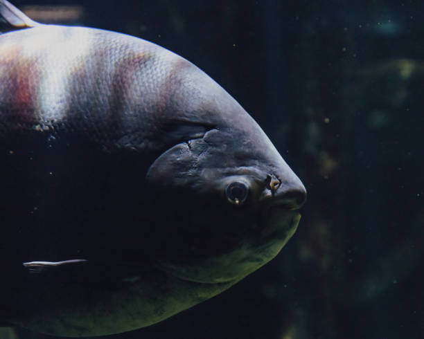 istock pacu or piranha closeup swimming in dark amazon river water 2159589328