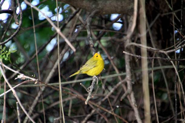 istock land canary bird - Sicalis flaveola 2159589613