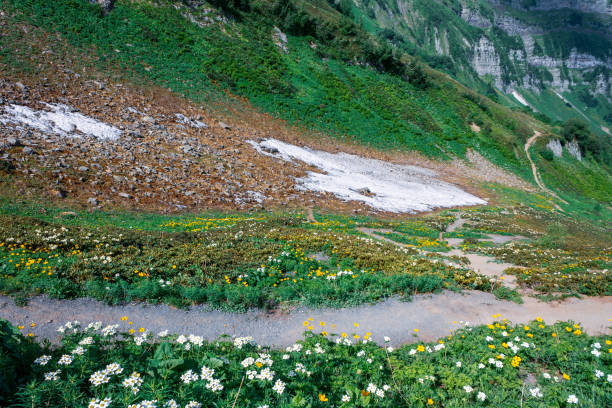 Mountain slope covered with snow and green grass with blooming alpine meadows, selective focus close-up