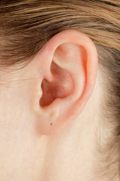 istock Human auricle structure of the outer ear ear canal Anatomy hearing problems close-up 2159590466