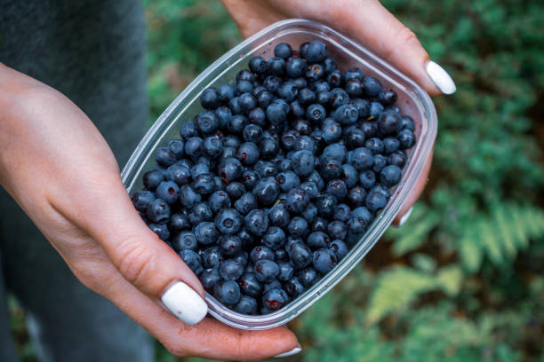 istock blueberries just picked in the northern forest, close-up, blueberries 2159591114