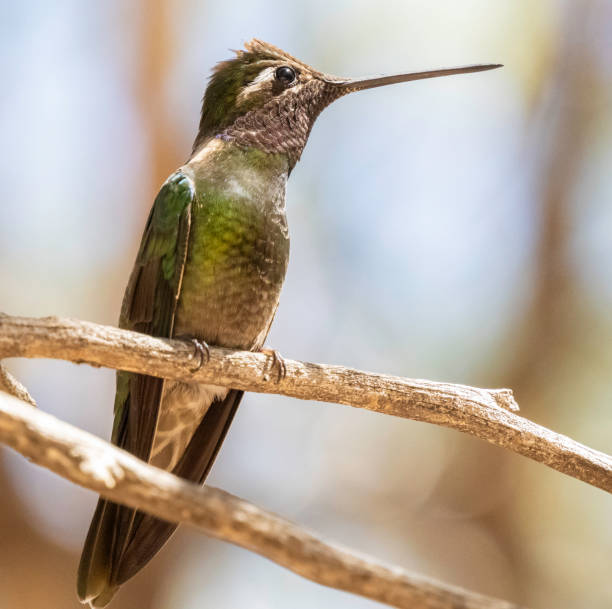 istock Rivoli's Female Hummingbird Perched on a Branch 2159593866