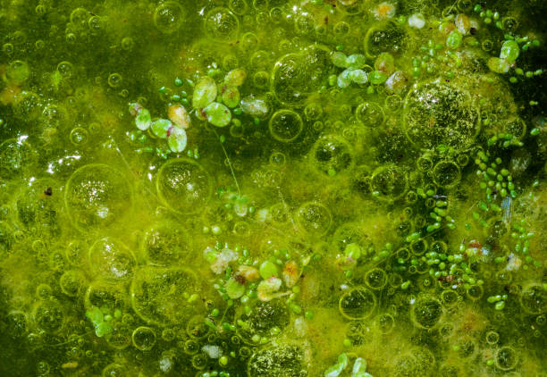 Freshwater algae Spirogyra release oxygen into the air, oxygen synthesis in water bodies