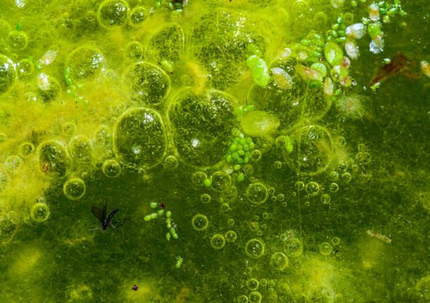 Freshwater algae Spirogyra release oxygen into the air, oxygen synthesis in water bodies