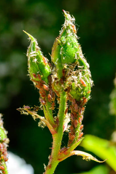 istock Green Aphid (Aphidoidea, Hemiptera) on a bud of a decorative rose 2159594580