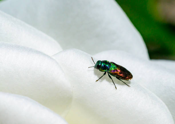 istock Anthaxia bicolor - A brilliant two-tone beetle on white rose flowers 2159594587