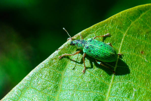 istock Polydrusus formosus - green shiny beetle weevil on a green leaf 2159594620