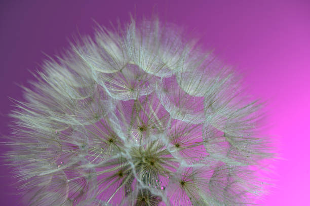 istock Beautiful soft sunset background. Water drops on parachutes dandelion. Copy space. 2159594759