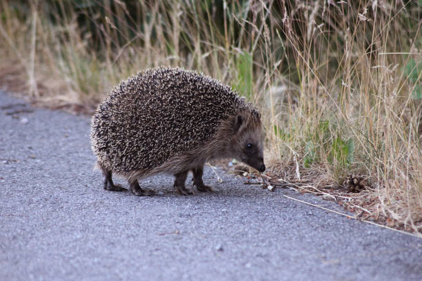 A hedgehog sniffing on the asphalt