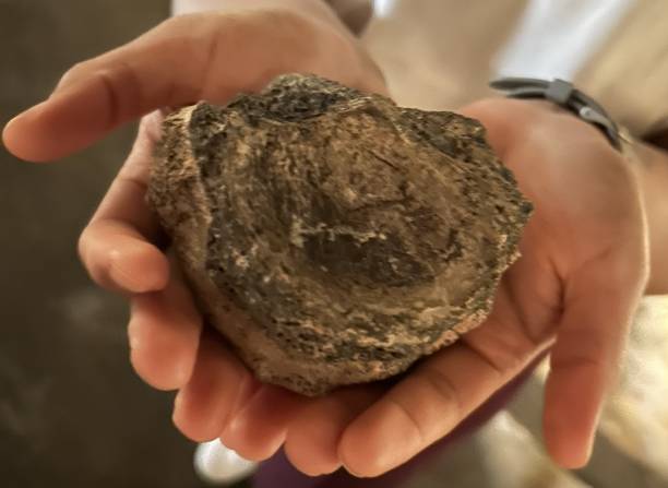 Dinosaur fossil in hand