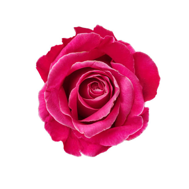 istock Pink rose flower isolated on white background 2159597206