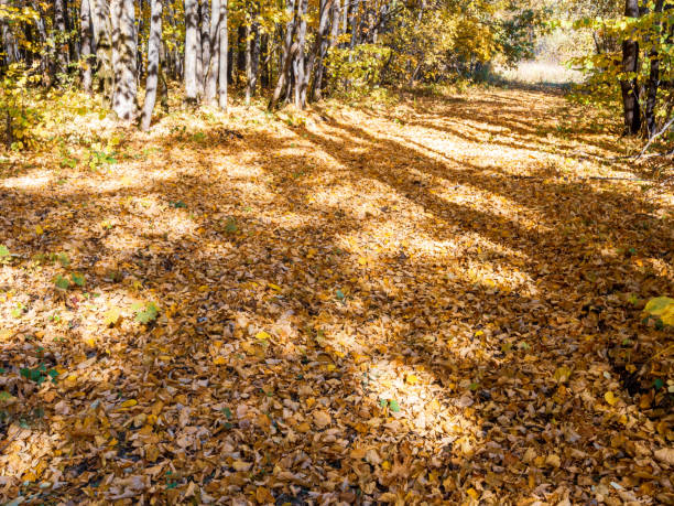 Trees in the forest view from below against the sky forest autumn summer landscape