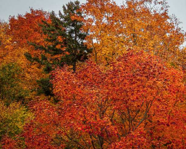 istock Autumn Leaves seen from the tree tops 2159597810