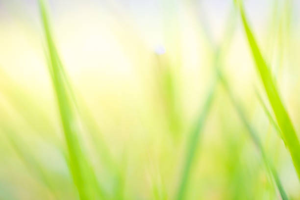 green grass leaf in garden with blur background