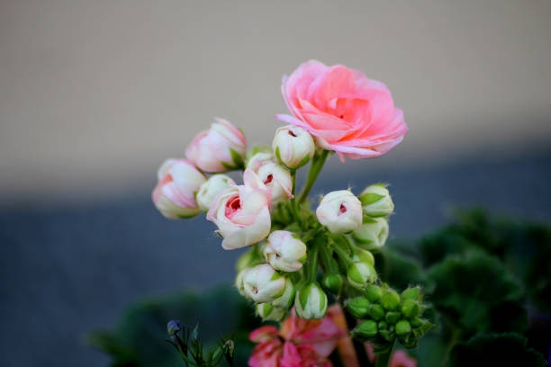 A pink rose with a lot of small buds around it