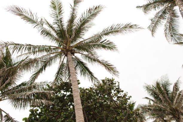 Palm Tree Sight-Seeing in Palm Trees  in Palm Beach, Florida
