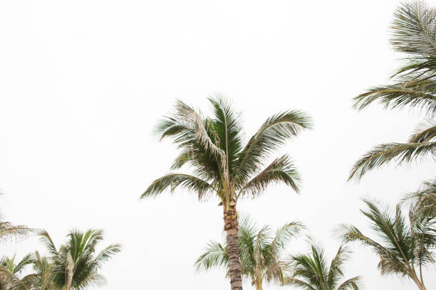 Palm Tree Sight-Seeing in Palm Trees  in Palm Beach, Florida
