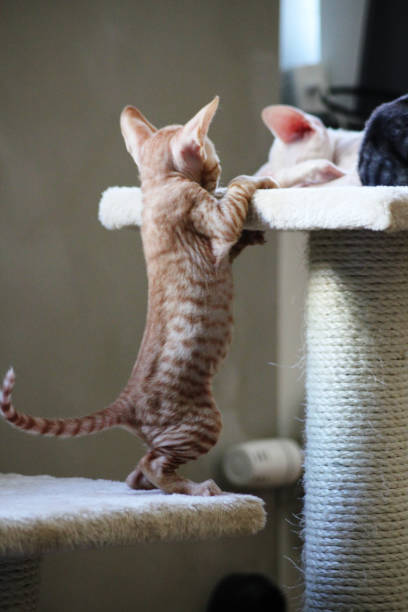 istock A playful Cornish Rex kitten trying to make his sibling wake up for playtime 2159604321