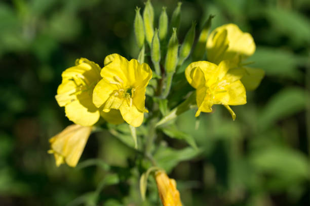 istock common evening-primrose, Oenothera biennis yellow flowers closeup selective focus 2159604840
