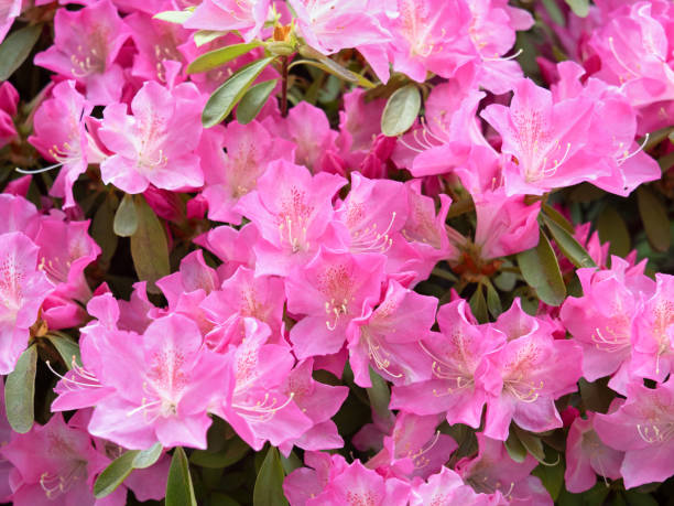 istock Azalea flowers in full bloom 2159605729