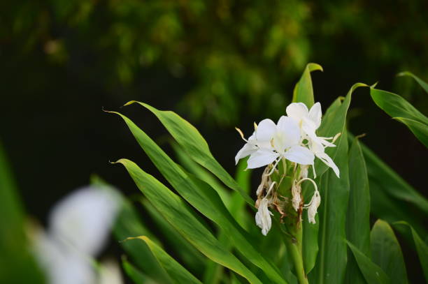 Coronarious Gingerlily is noted for its white petals resembling butterflies, blooming amidst lush green foliage with a strong fragrance, thriving in Taiwan's humid low to mid-altitude regions.