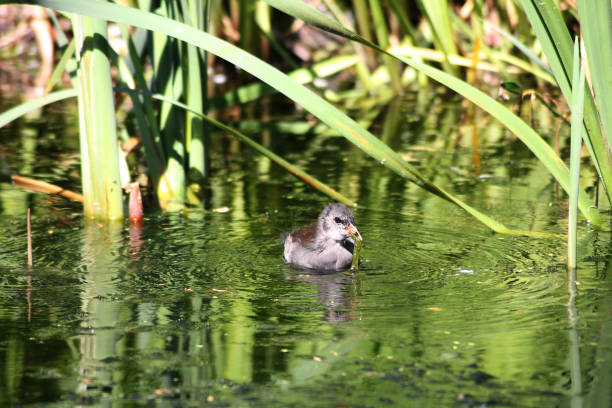 istock A young Moorhen out for a swim in a lake 2159606469