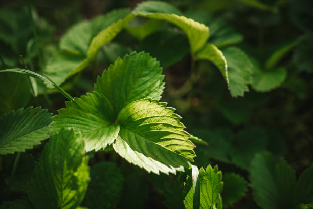 Strawberry leaf close up photo.