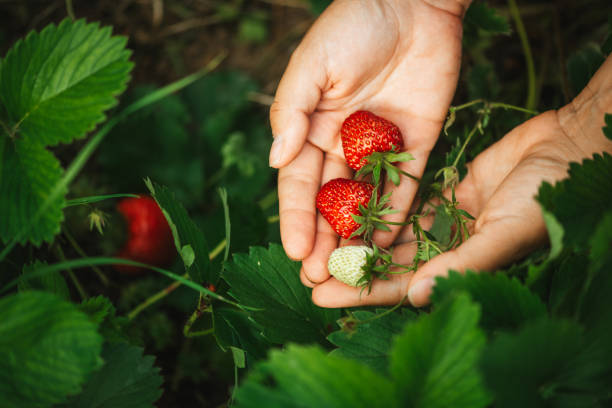 istock It's the Strawberries Season! 2159607213