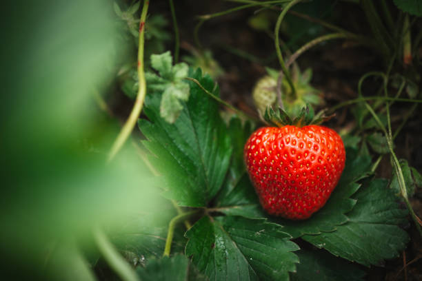 istock Strawberry close up photo. 2159607216