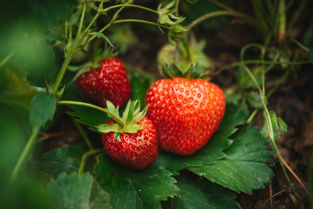 istock Strawberry close up photo. 2159607218