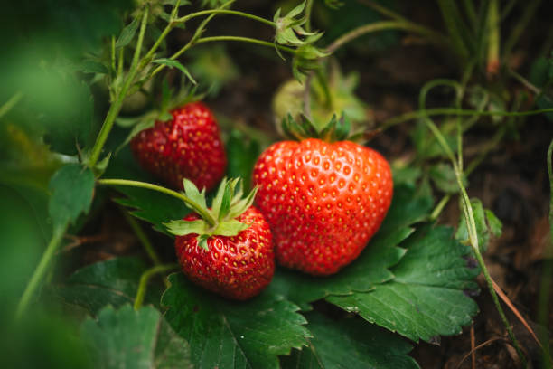 istock Strawberry close up photo. 2159607220