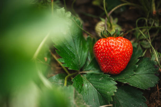 istock Strawberry close up photo. 2159607221