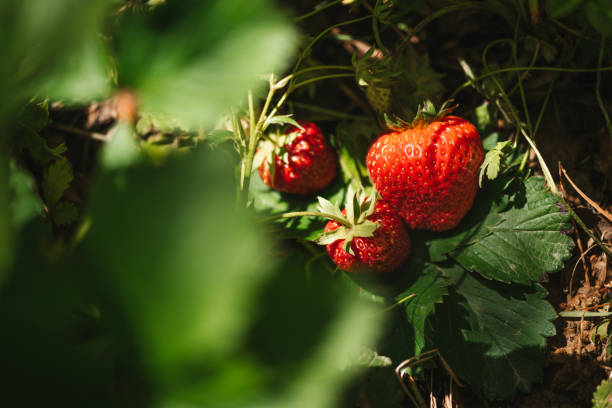 istock Strawberry close up photo. 2159607224