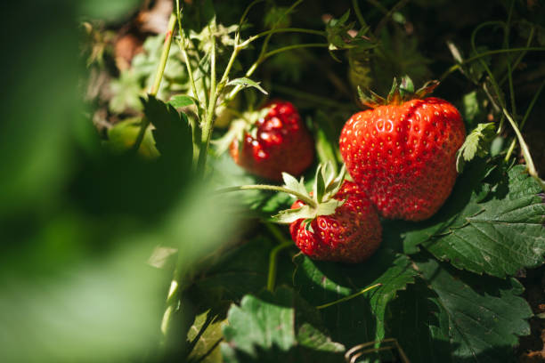 istock Strawberry close up photo. 2159607228